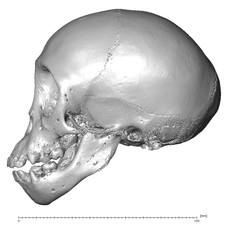 CCEC-50001746 Pan skull lateral