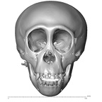 CCEC-50001754 Pan troglodytes skull anterior