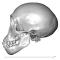 CCEC-50001754_Pan_troglodytes_skull_lateral.jpg