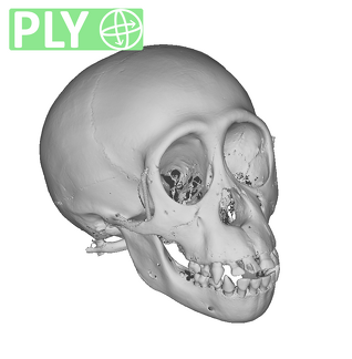 CCEC-50001754 Pan troglodytes skull ply