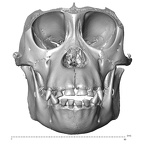 CCEC-50001755 Pan troglodytes dentition anterior