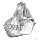 CCEC-50001755 Pan troglodytes dentition lateral