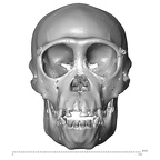 CCEC-50001759 Pan troglodytes skull anterior