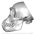 CCEC-50001759_Pan_troglodytes_skull_lateral.jpg