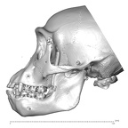 CCEC-50001759 Pan troglodytes skull lateral