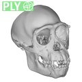 CCEC-50001759_Pan_troglodytes_skull_ply.ply