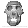 CCEC-50001793_Pan_troglodytes_skull_anterior.jpg
