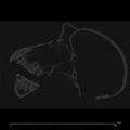 CCEC-50001793 Pan troglodytes skull ct slice