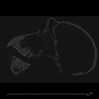 CCEC-50001793 Pan troglodytes skull ct slice