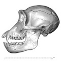 CCEC-50001793 Pan troglodytes skull lateral