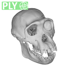 CCEC-50001793 Pan troglodytes skull ply