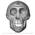 CCEC-50001795_Pan_troglodytes_skull_anterior.jpg
