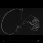 CCEC-50001795 Pan troglodytes skull ct slice