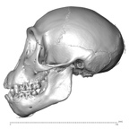 CCEC-50001795 Pan troglodytes skull lateral
