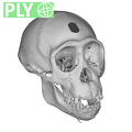 CCEC-50001795 Pan troglodytes skull ply