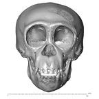 CCEC-50001796 Pan troglodytes skull anterior