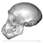 CCEC-50001796 Pan troglodytes skull lateral