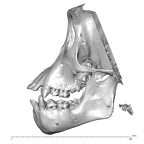 CCEC-50001800 Pan troglodytes dentition lateral