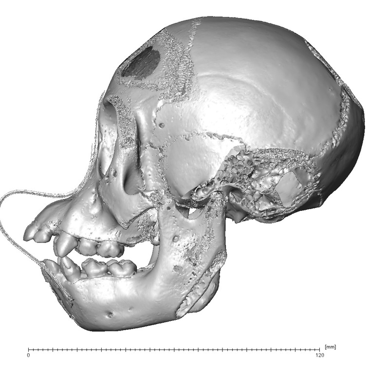 CCEC-50001801 Pan skull lateral