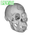 CCEC-50001801 Pan skull ply