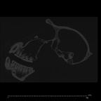 CCEC-50001988 Pan troglodytes ssp. skull ct slice