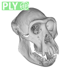 CCEC-50001988 Pan troglodytes ssp. skull ply
