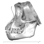 CCEC-50001992 Pan troglodytes dentition lateral