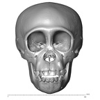 CCEC-50002604 Pan troglodytes skull