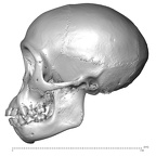 CCEC-50002604 Pan troglodytes skull lateral