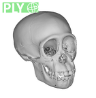 CCEC-50002604 Pan troglodytes skull ply