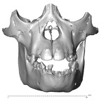 CCEC-50003362 Pan troglodytes dentition anterior