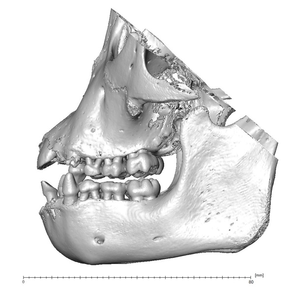 CCEC-50003362 Pan troglodytes dentition lateral