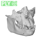 CCEC-50003362 Pan troglodytes dentition ply