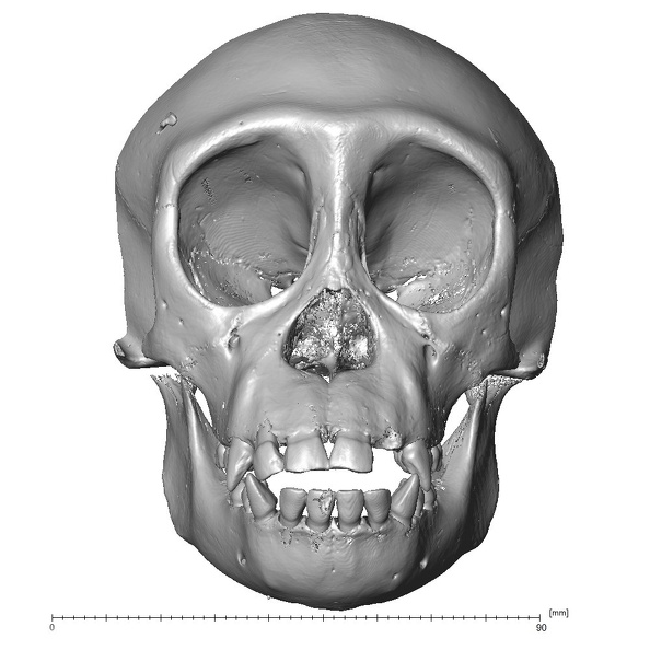 CCEC-50003363 Pan troglodytes skull anterior