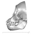 CCEC-50003363_Pan_troglodytes_skull_lateral.jpg