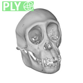 CCEC-50003363 Pan troglodytes skull ply