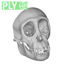 CCEC-50003363 Pan troglodytes skull ply