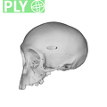MFN 15 Pan troglodytes cranium infant