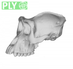 MFN 6046 Gorilla gorilla cranium female