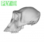 MFN 6964 Gorilla gorilla cranium subadult male