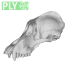 MFN 83498 Pongo pygmaeus cranium male