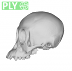 MFN 83501 Pongo pygmaeus cranium infant