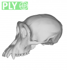 MFN 83641 Pan troglodytes cranium female