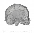 KNM-ER 1805 H. habilis cranium medical ct