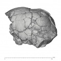 KNM-ER 1805 Homo habilis cranium medical ct lateral