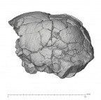 KNM-ER 1805 Homo habilis cranium medical ct lateral