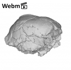 KNM-ER 1805 Homo habilis cranium medical ct movie