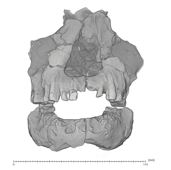 KNM-ER 1805 Homo habilis maxilla mandible medical ct anterior