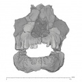 KNM-ER 1805 Homo habilis maxilla mandible medical ct anterior