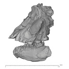 KNM-ER 1805 Homo habilis maxilla mandible medical ct lateral